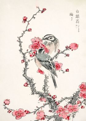 Japanese Great Tit 