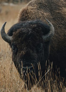 bison cute