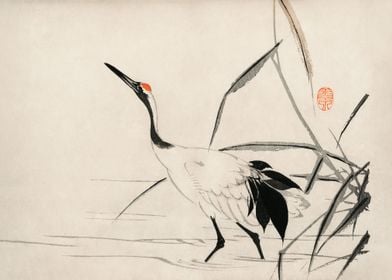 Japanese crane 