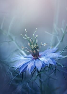 Blue blooming Nigella