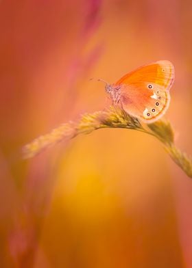 Orange butterfly in meadow