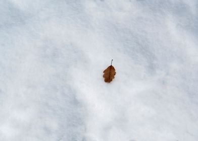 The  leaf in the snow