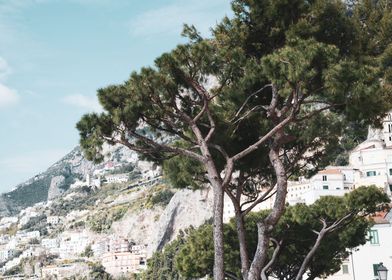 Bella Amalfi Pine Tree 1
