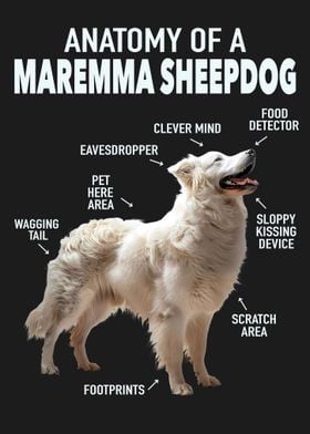 Maremma sheepdog