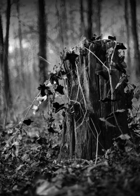 Old Tree Trunk