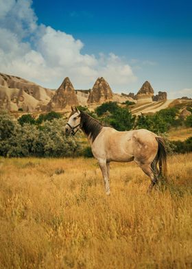nature horse and plateau