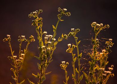 Sunset in the meadow