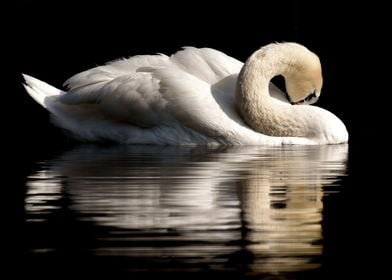 Solitary Swan