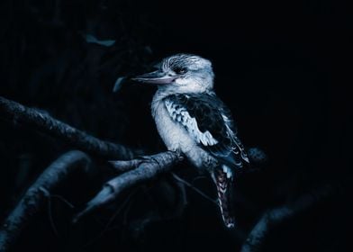 Kookabura Bird