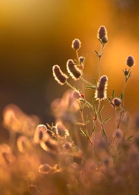 Sunset in the meadow