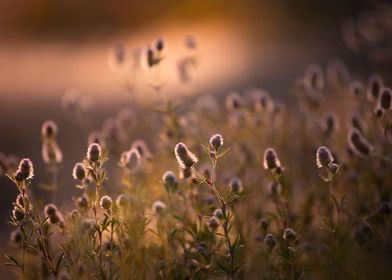 Sunset in the meadow