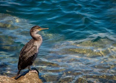 Lone Great Cormorant