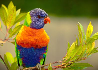 Lorikeet Rainbow Parrot