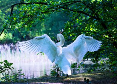 Elegant White Swan