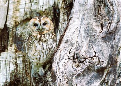 Camouflage Owl 