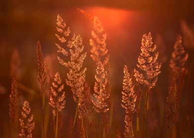 Sunset in the meadow