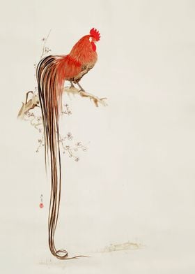 Long tailed Rooster