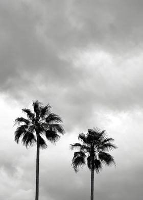 Palm Silhouettes