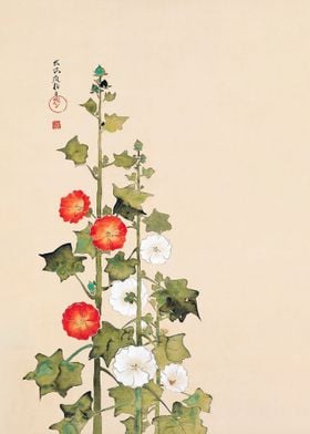 Japanese hollyhock flowers