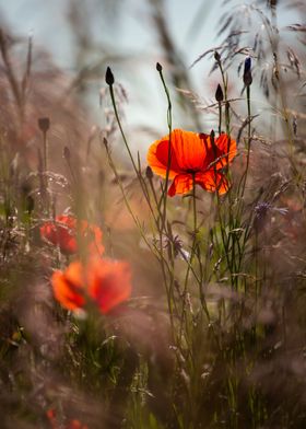 Summer meadow