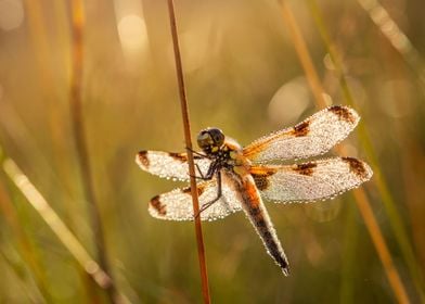 Dragonfly