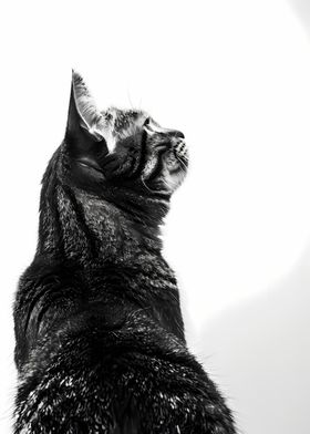 Cat Black Whit Photography