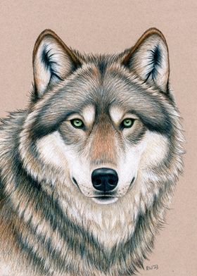 Wolf with Green Eyes