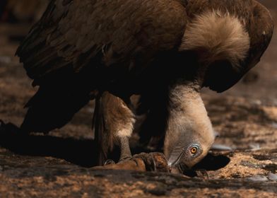 Vulture feeding