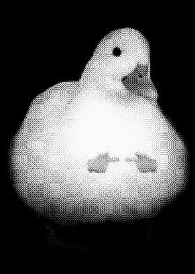 Cute duck