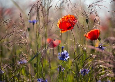 Summer meadow