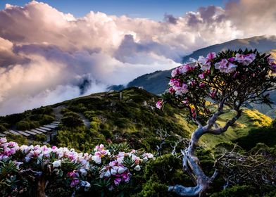 Mountain Flowers 