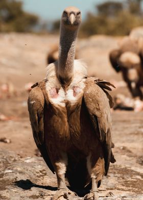 Vultures