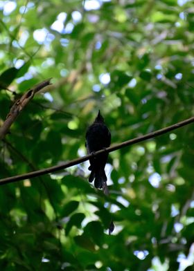 Greater Racket Tail Drongo