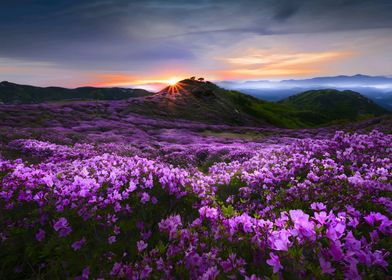 Mountain Flowers valley