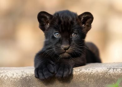 Baby Panther