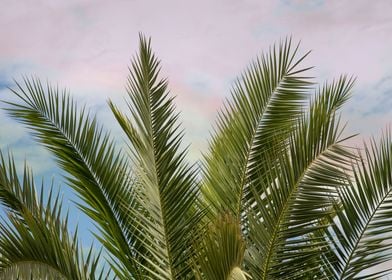 Dreamy Caribbean Palms 1