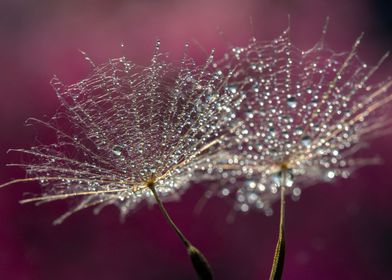 Dandelions and drop