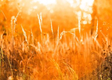 Golden Cornfield