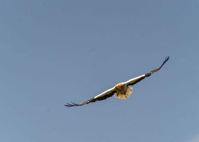 Egyptian vulture