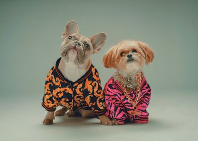 Two Dogs Wearing Tshirts