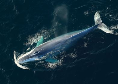 blue whale