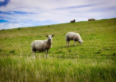 Sheep grazing peacefully