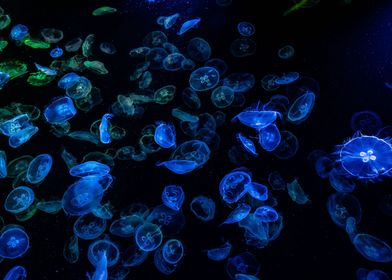 Illuminated Jellyfish