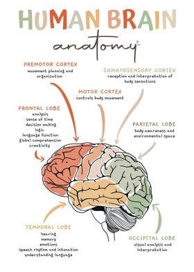 Human brain anatomy