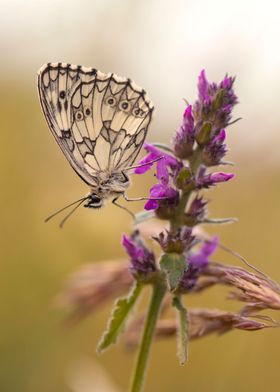 Summer butterfly