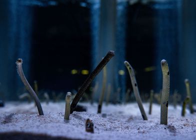 Spotted Garden Eels