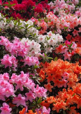 Azalea Awakening