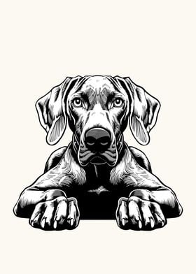 Weimaraner