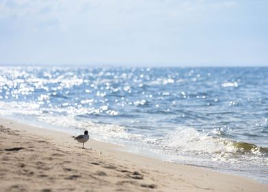 Seagull on seashore Poland