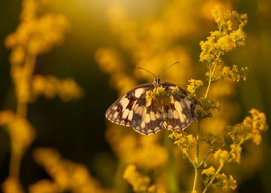 Summer butterfly